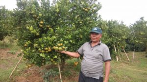 Diserang Lalat Buah, Petani Jeruk Beralih Ke Tanaman Kopi