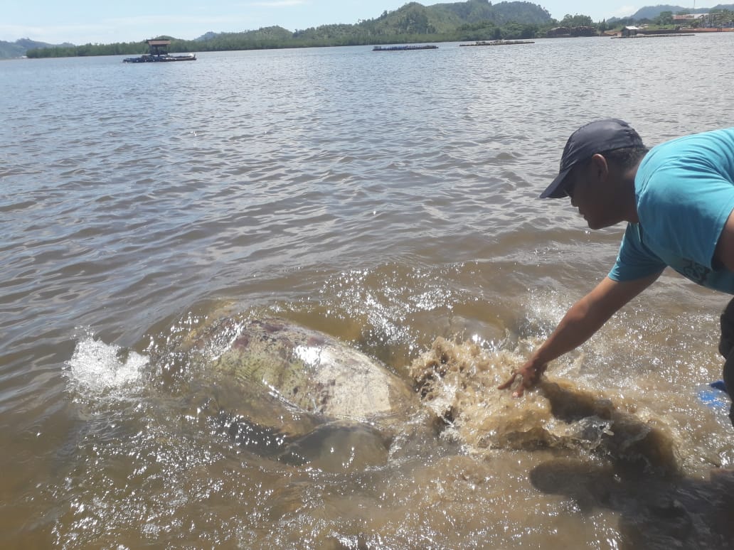 Nelayan Tapanuli Tengah Lepas Penyu Langka yang Tertangkap
