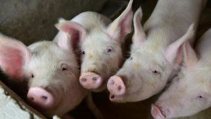 Waspada ! Diduga Diserang Virus Hog Cholera, Ratusan Babi Mati di Karo