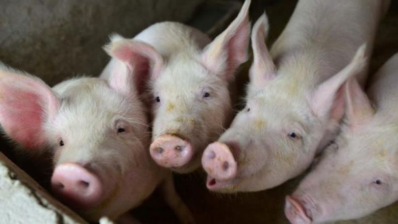 Waspada ! Diduga Diserang Virus Hog Cholera, Ratusan Babi Mati di Karo