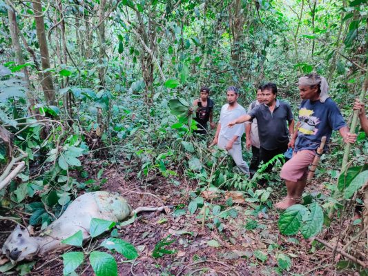 Harimau Mengamuk Memangsa Sapi Warga Desa Timbang Lawan