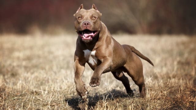 Karena Berbahaya,  Negara ini Larang Warganya Pelihara Anjing Pitbull