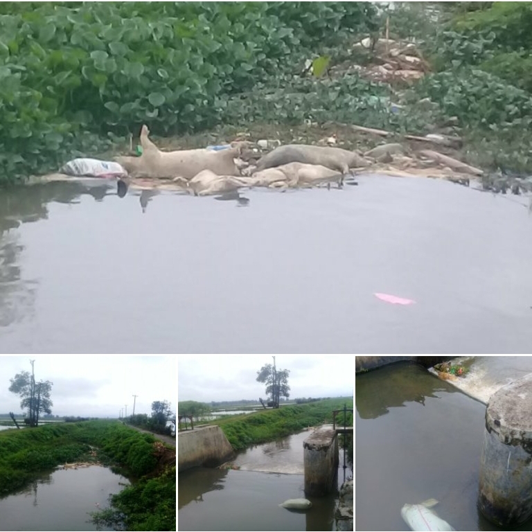 Bangkai Babi Nangkring di Sungai Aek Bolon, Kepdes Nunggu Camat Bersihkan Bangkai