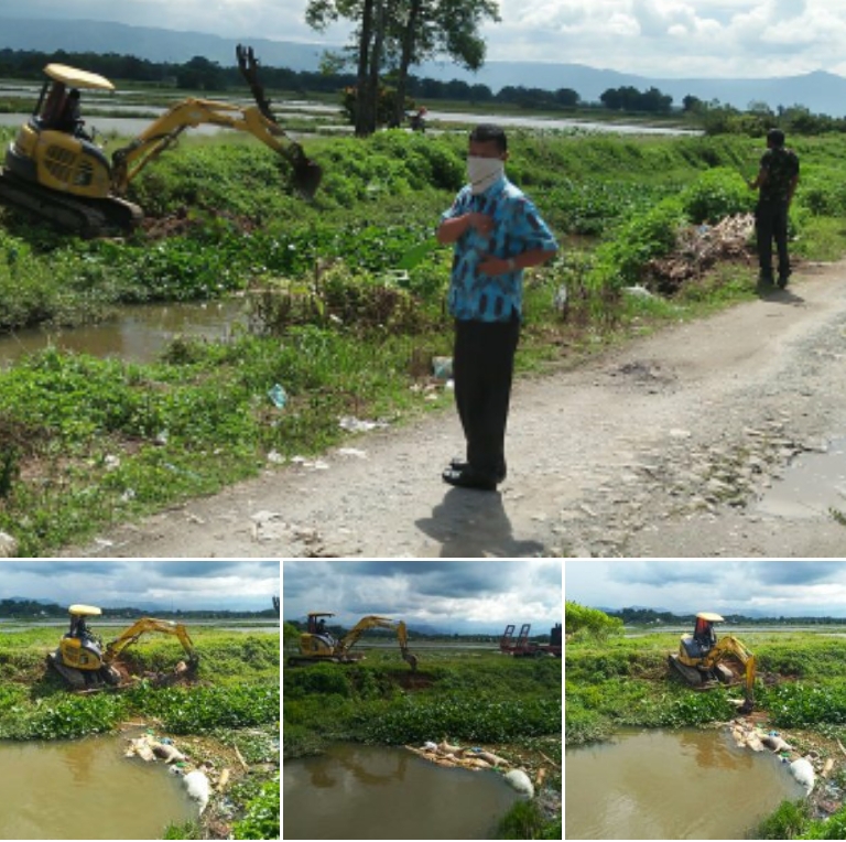 Dinas Pertanian Tobasa Kirimkan Beko Loader untuk Bersihkan Sungai dari Bangkai Babi