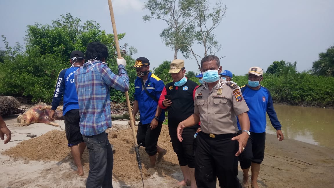 Muspika Tanjung Beringin Kuburkan 20 Bangkai Babi