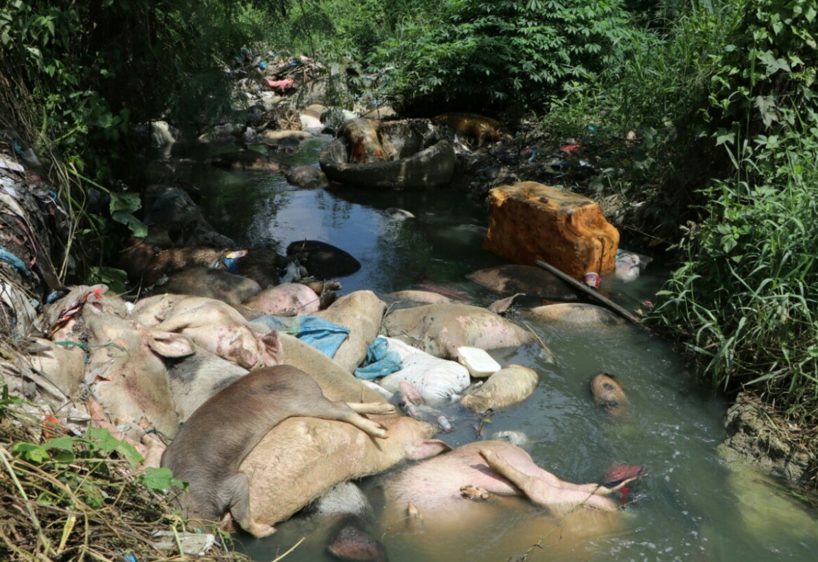 Kematian Ternak Babi di Sumut Mencapai 5800 Ekor