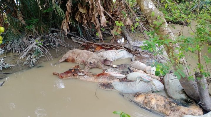 Puluhan Bangkai Babi Terkapar di Sungai Padang
