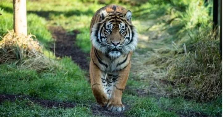 Harimau ‘Gentayangan’ di Langkat, Inilah Penyebabnya…