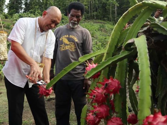 Menkop UKM Kunjungi Petani Buah Naga di Kabupaten Raja Ampat