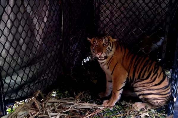 Seekor Harimau Sumatera Dievakuasi BKSDA Aceh dari Desa Singgersing Karena Terjerat