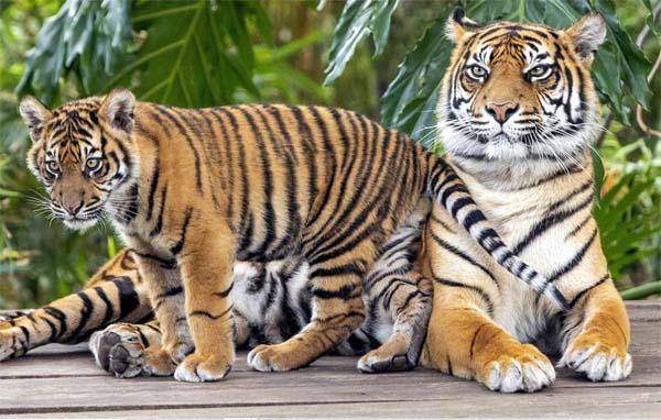 Harimau Sumatera Mangsa Lagi Ternak Warga
