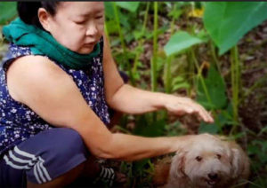 Anjing di Thailand Ini Berhasil Temukan Jasad Pemiliknya