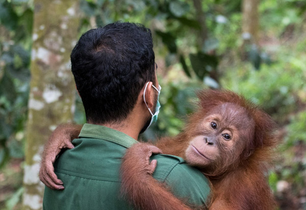Aktor Leonardo Di Caprio Dukung Penggalangan Dana Untuk Perlindungan Orangutan Sumatra