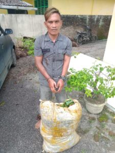 Curi Brondolan Sawit, Dedi  Ditangkap Satpam Kebun PT Socfindo