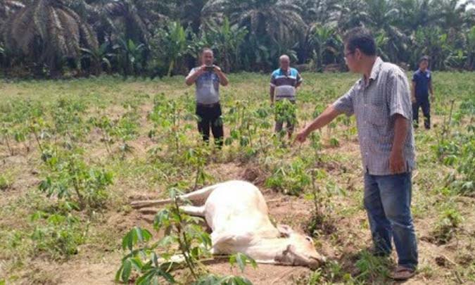 Belasan Ekor Lembu di Asahan Mati Diduga Diracun di Ladang Ubi