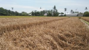 Petani Pematang Pelintahan Menjerit, Puluhan Hektar Lahan Padi Gagal Panen