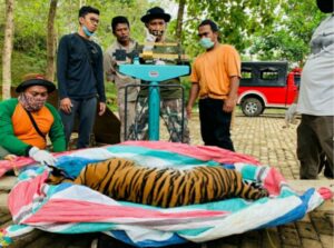 BBKSDA Evakuasi Harimau Sumatera dari Desa Tapus Sipagimbal Tapsel