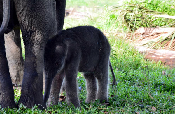 Bayi Gajah Ini Diberi Nama Rizky