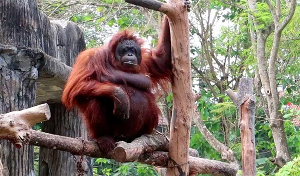 Malaysia Pulangkan 9 Orangutan ke Sumatera Utara