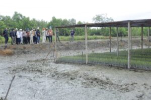Kementerian Koordinator Maritim Jadikan Desa Silo Baru Asahan, Contoh Pembibitan Mangrove