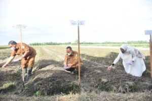Desa Pematang Jering Dijadikan Sentra Pertanian Bawang Merah di Kabupaten Batubara