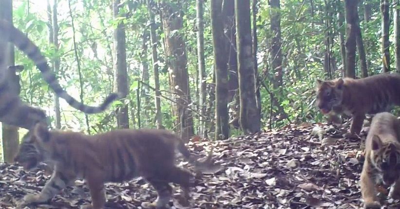 Harimau Sumatera Diprediksi Masih Ada di Kawasan Hutan Perbatasan Labura-Toba