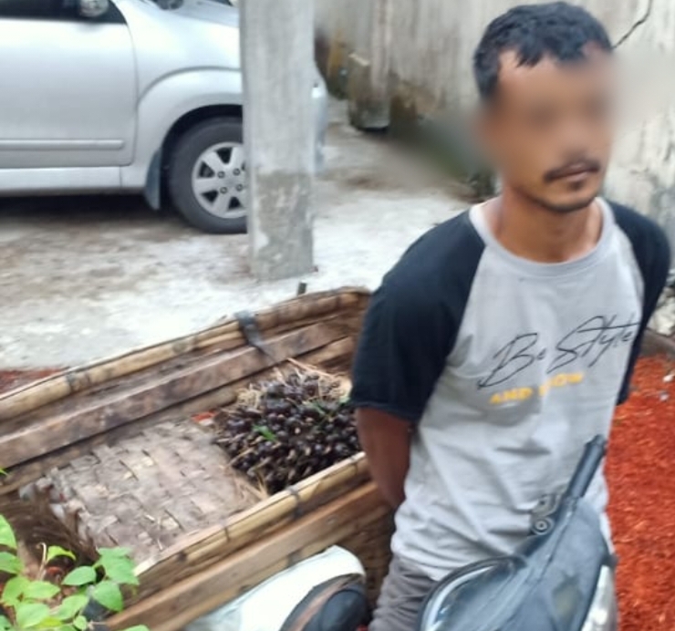 Mencuri TBS di PT Socfindo, Warga Dolok Masihul Diserahkan ke Polisi