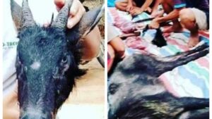 Hewan Dilindungi, Kambing Hutan Sumatera Malah Dikonsumsi Warga