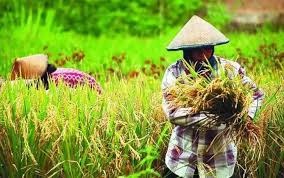 Petani Di Sumatera Utara Rasakan Manfaat KUR Sektor Pertanian
