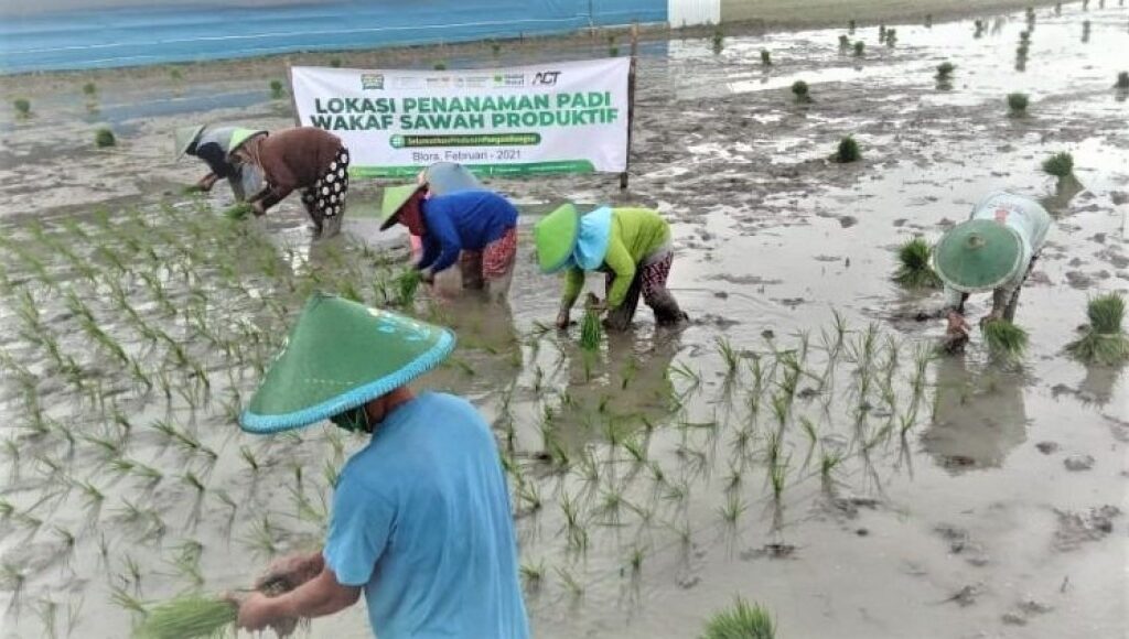 Global Wakaf ACT Bangun Wakaf Sawah Produktif Untuk Petani