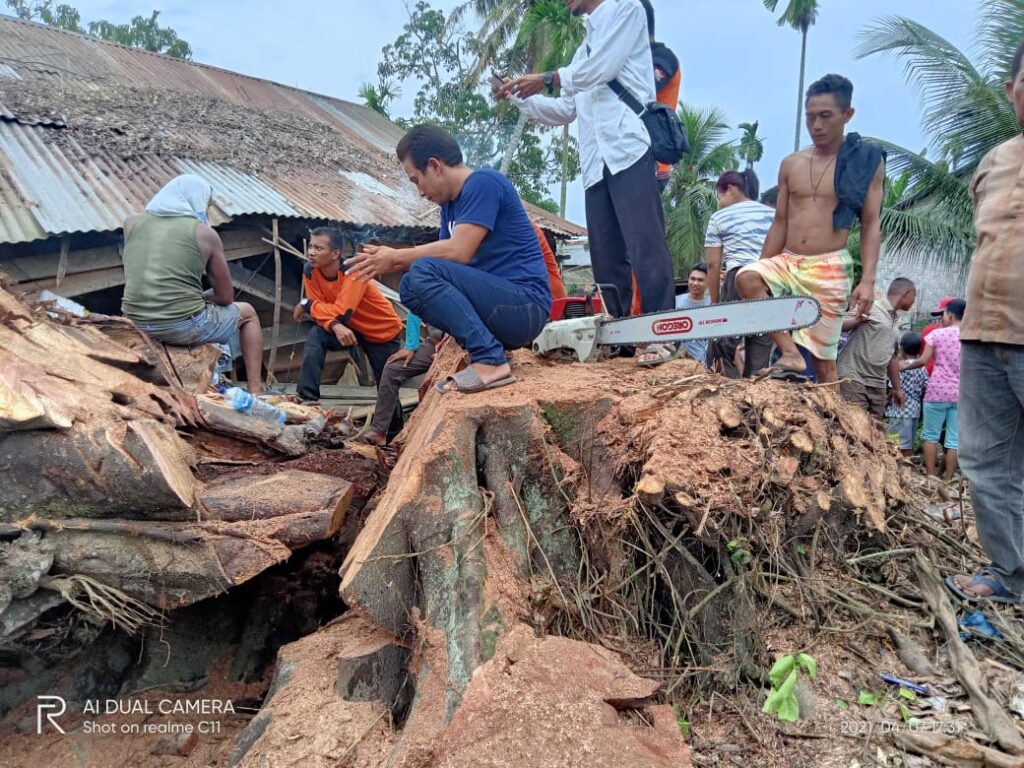 Pohon Tumbang Ratusan Tahun di Tanjungbalai Dirobohkan