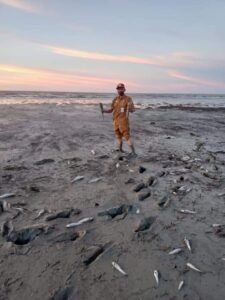 Penyebab Matinya Ribuan Ikan di Pinggir Pantai di Batu Bara Diselidiki