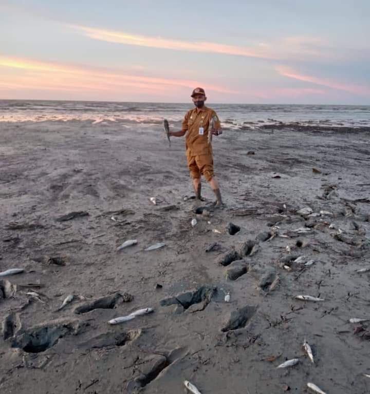 Penyebab Matinya Ribuan Ikan di Pinggir Pantai di Batu Bara Diselidiki