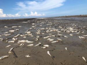 Ribuan Ekor Ikan Mendadak Mati di Pantai Batu Bara
