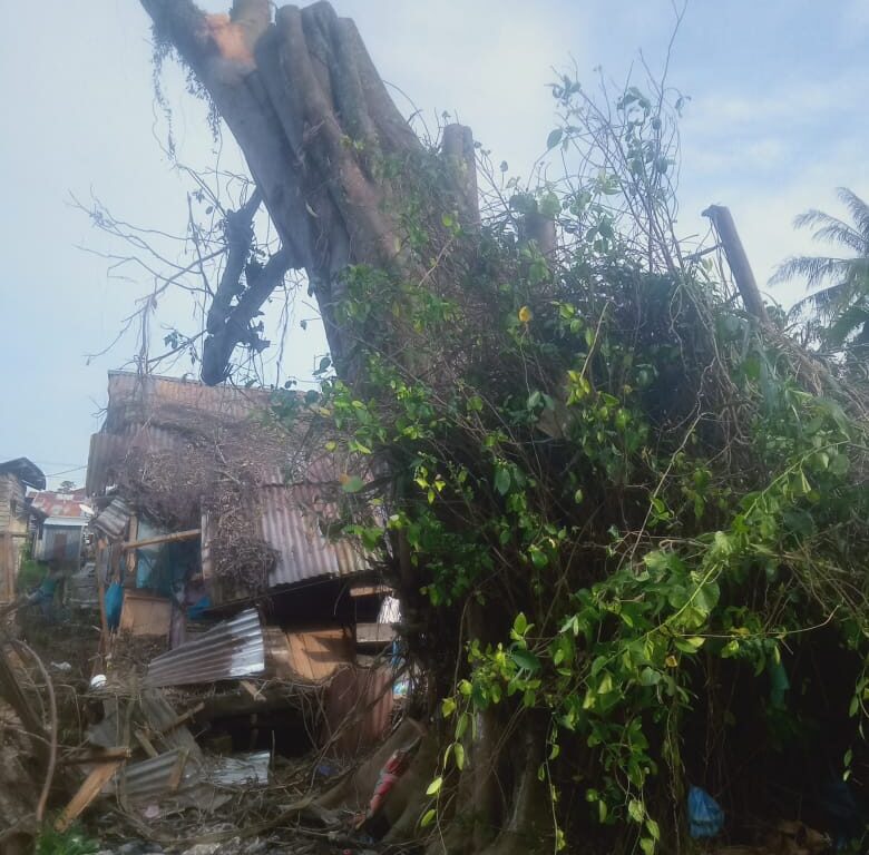 Pohon Raksasa Ratusan Tahun di Tanjungbalai Memakan Korban