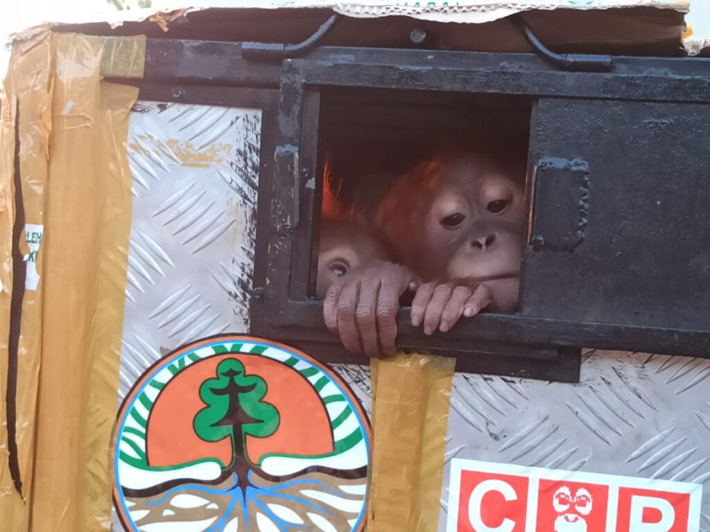 BBKSDA Sumut Terima Kedatangan Dua Orangutan dari Jawa Tengah