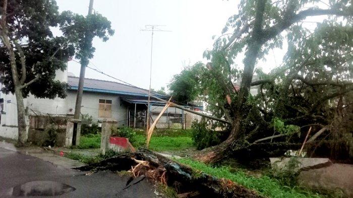 Hujan Deras Disertai Angin Kencang, Puluhan Pohon Tumbang di Siantar