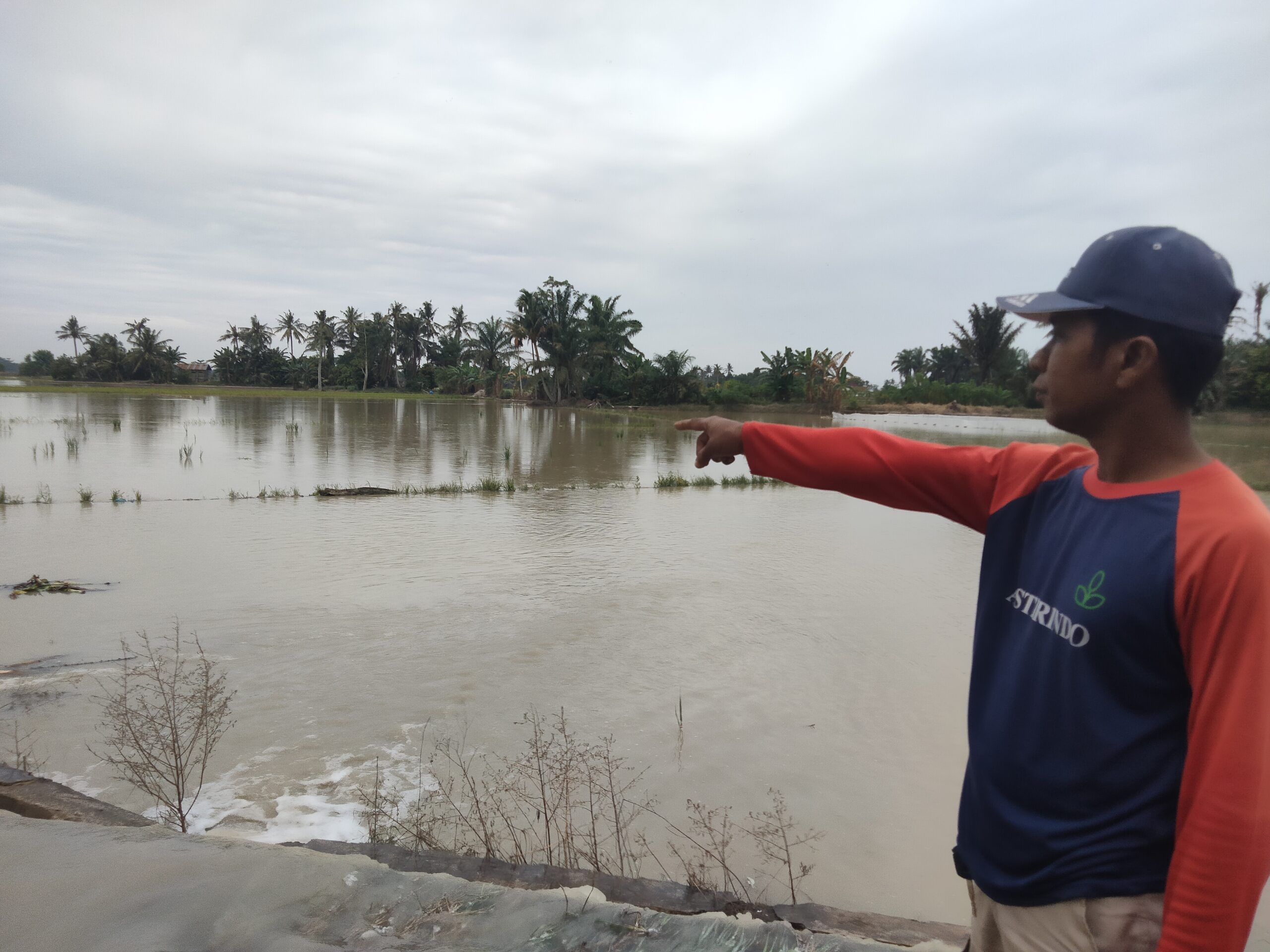 Ratusan Hektar Sawah di Asahan Rusak Terendam Banjir