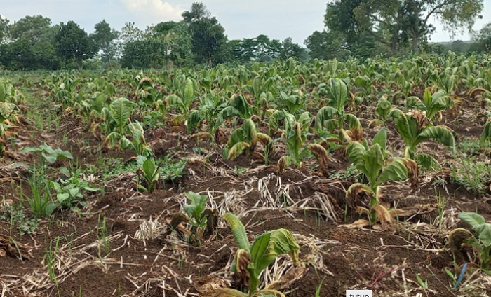 Cuaca Tak Menentu, Puluhan Hektare Tanaman Tembakau Terancam Gagal Panen