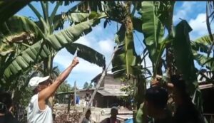 Pohon Pisang Unik Bertandan Tiga Ditemukan di Asahan