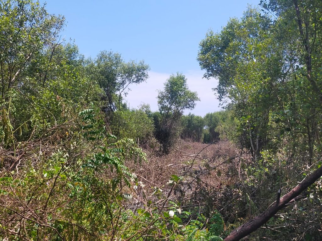 Kawasan Hutan Mangrove Pesisir Pantai Tanjung Beringin Dirambah