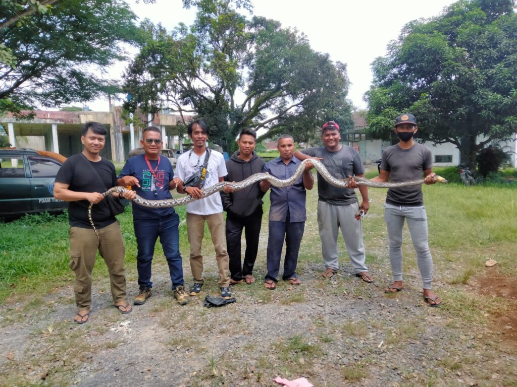 Dramatis, Sekelompok Pemuda di Tanjungbalai Tangkap Ular Piton Panjang 4 Meter