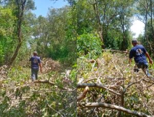 HAMPPI Sergai Laporkan Dugaan Perambah Hutan Mangrove ke Polisi