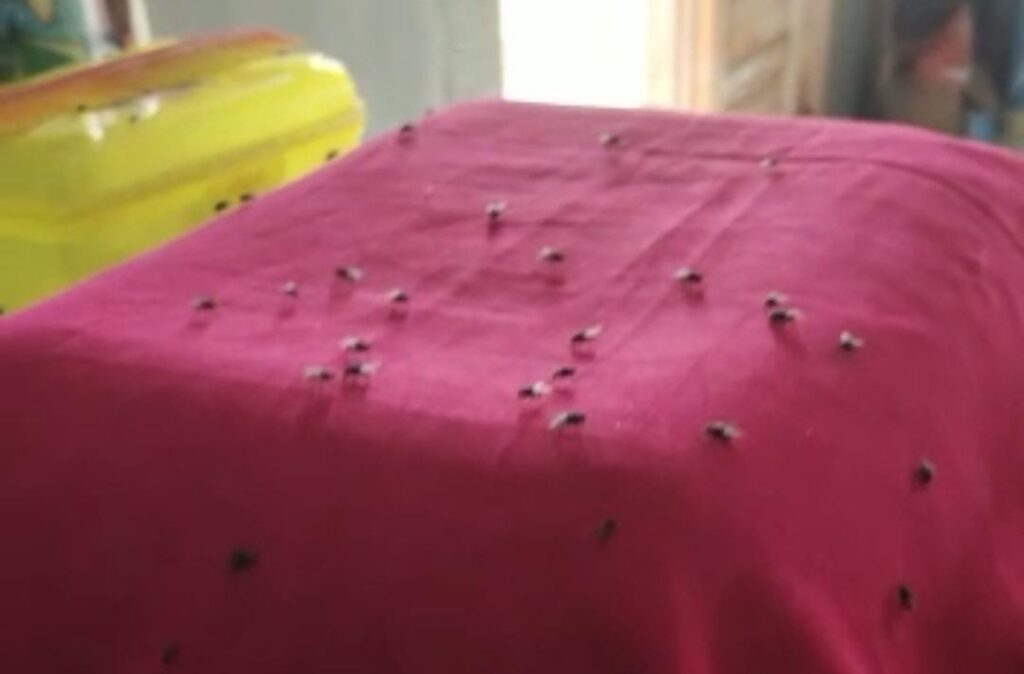 Ribuan Lalat Serbu Rumah Warga Desa Pematang Guntung