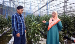 Ghosiyatul Wahidah, Pelaku Usaha Tani Smart Farming Tanaman Paprika Punya Omzet Rp120 Juta Per Bulan