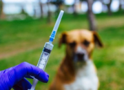 Pemerintah Kota Medan Prioritaskan Vaksinasi Hewan yang Terindikasi Rabies