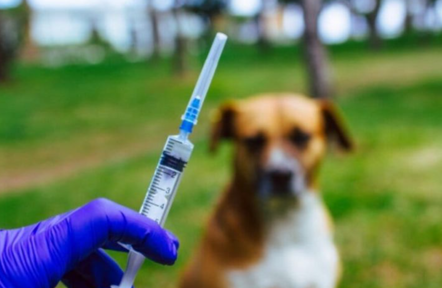 Pemerintah Kota Medan Prioritaskan Vaksinasi Hewan yang Terindikasi Rabies