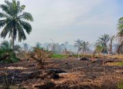 BPBD Asahan Padamkan Kebakaran Lahan Sawit Seluas 15 Hektar Milik Warga