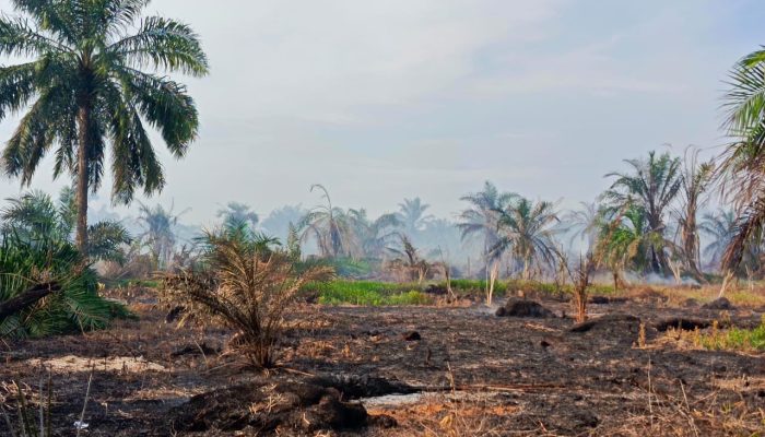 BPBD Asahan Padamkan Kebakaran Lahan Sawit Seluas 15 Hektar Milik Warga