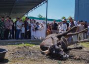 Bobby Nasution dan Keluarga Kurban 3 Sapi di Masjid Jami’ Hanifah